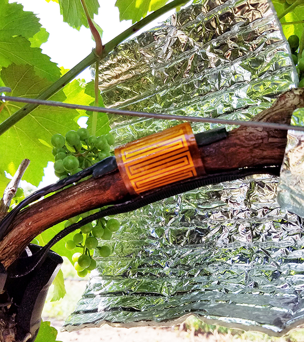 Measuring sap in grape stems