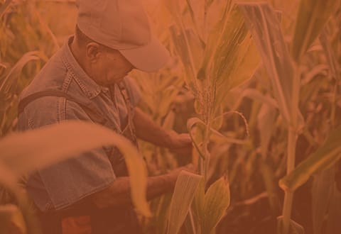 Agriculture and Irrigation